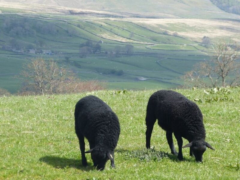 from-york-full-day-yorkshire-dales-tour