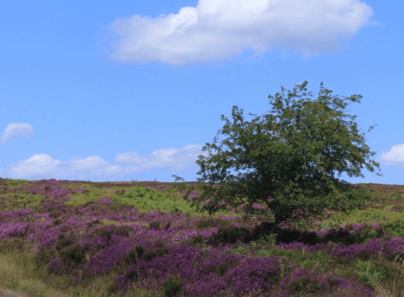 from-york-north-moors-and-whitby-tour