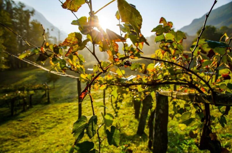 from-zagreb-samobor-highlights-wine-tasting-in-plesivica