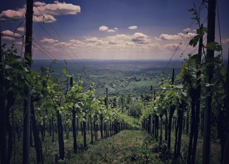 from-zagreb-samobor-plesivica-wine-road-private