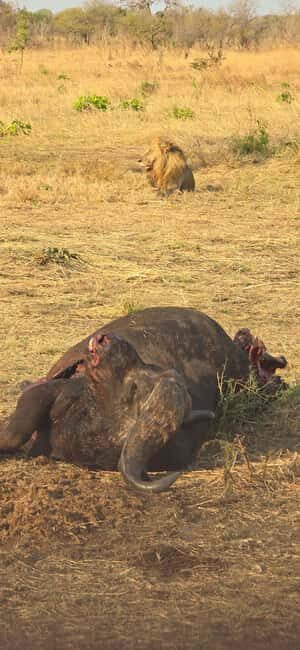 From Zanzibar: 1 Day Mikumi Safari by Flight - Experience the Wild Side of Tanzania in a Day