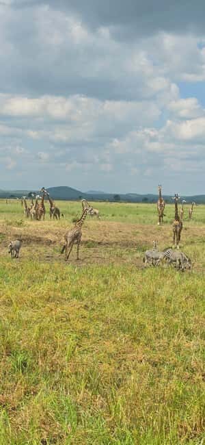From Zanzibar: 1 Day Mikumi Safari by Flight - Key Points