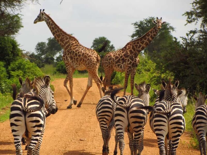 From Zanzibar: 1 Day Mikumi Safari by Flight - Transportation and Group Size: What to Expect
