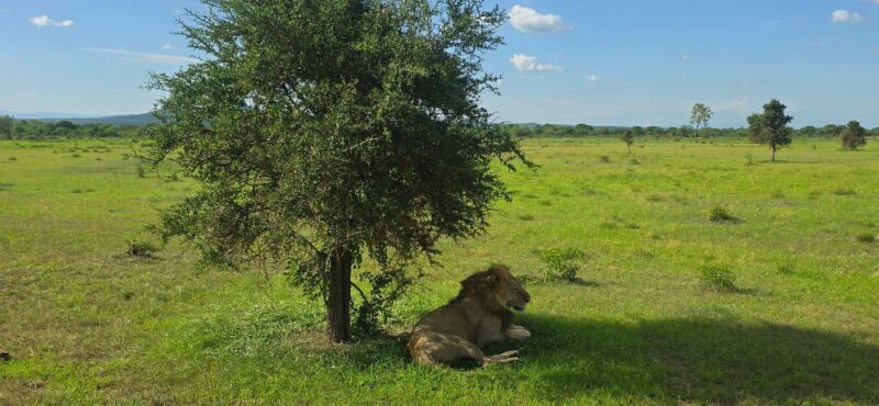 From Zanzibar: 1 Day Mikumi Safari by Flight - Authentic Experiences and Practical Tips