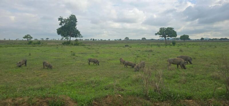 From Zanzibar: 1 Day Mikumi Safari by Flight - FAQ