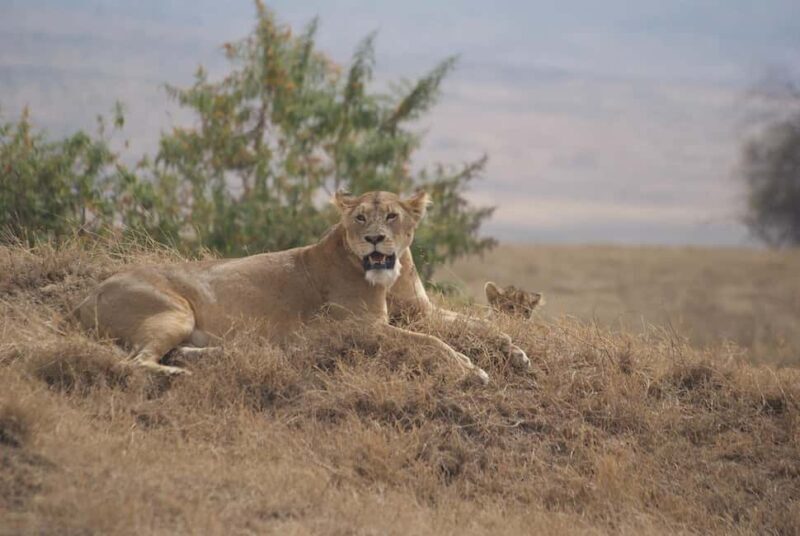 from Zanzibar: 1-Day Nyerere/selous safari by flight - Final Thoughts: The Value of a Short but Impactful Safari