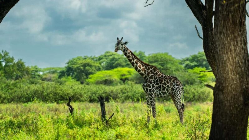 From Zanzibar: 1 Day Safari Selous VIP trip with Flights - Exploring the 1-Day Selous VIP Safari from Zanzibar: An In-Depth Review