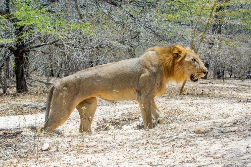 From Zanzibar: 1 Day Safari Selous VIP trip with Flights - Key Points
