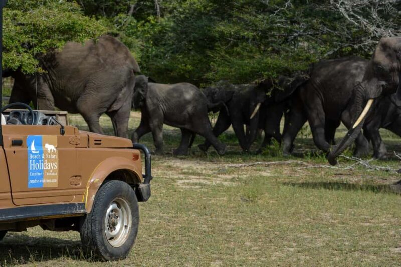From Zanzibar: 1 Mystery Day Safari with Transfer - An In-Depth Look at the Safari Experience