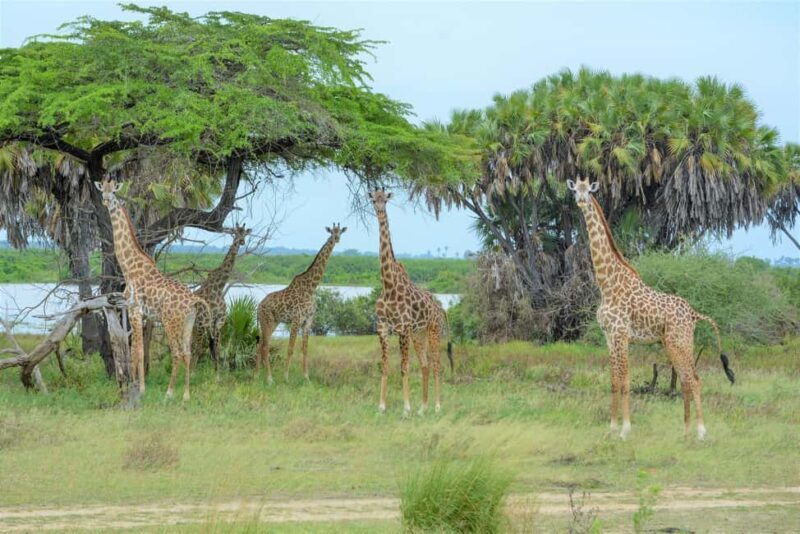 From Zanzibar: 1 Mystery Day Safari with Transfer - FAQ