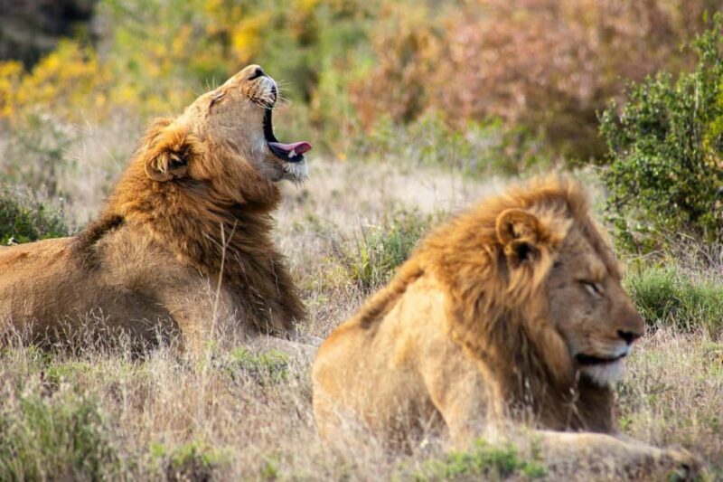 From Zanzibar: 2-Day Serengeti Safari with Flights - An In-Depth Look at the 2-Day Serengeti Safari Experience