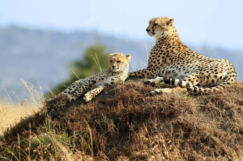 From Zanzibar: 2-Day Serengeti Safari with Flights - Why This Tour Works