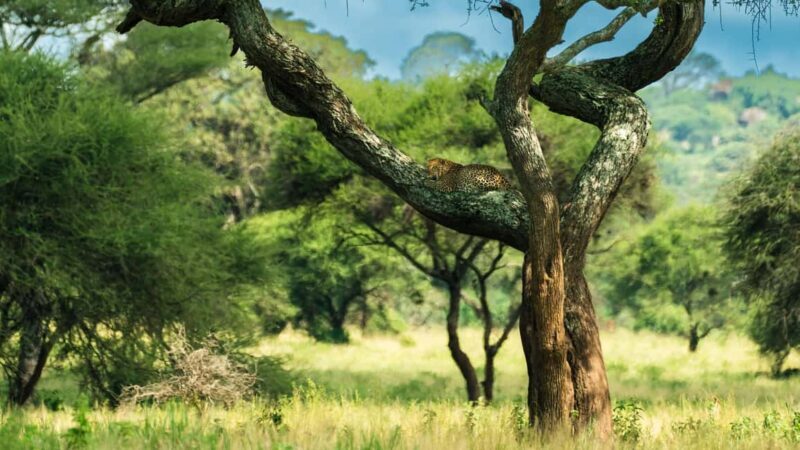 From Zanzibar: 2-Day Tarangire & Manyara Safari with Flights - Key Points