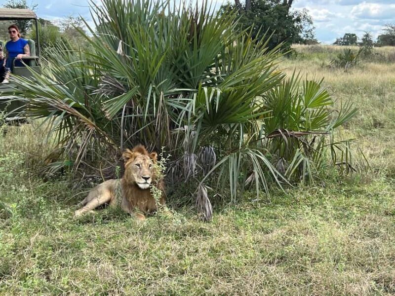 from Zanzibar: 2-Days Nyerere Wildlife Safari with flight - Review of the 2-Day Nyerere Wildlife Safari from Zanzibar