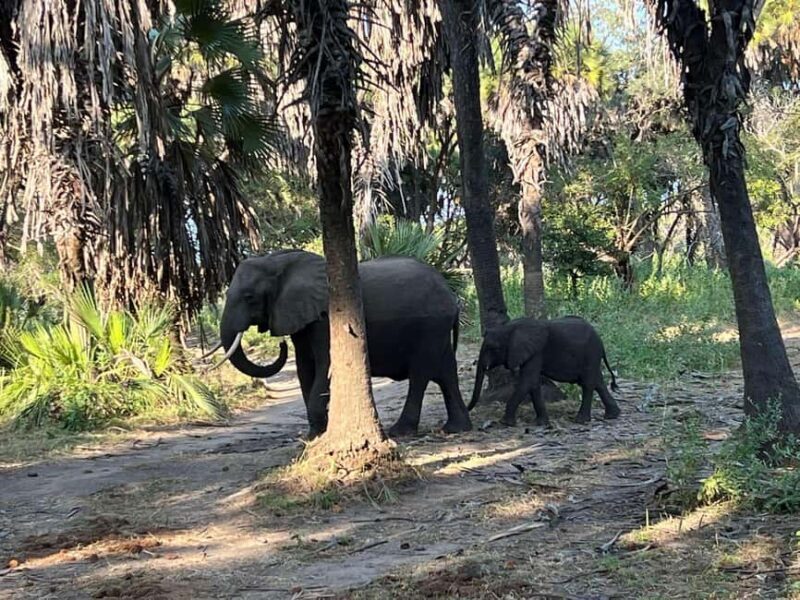 from Zanzibar: 2-Days Nyerere Wildlife Safari with flight - What Makes This Safari Stand Out?