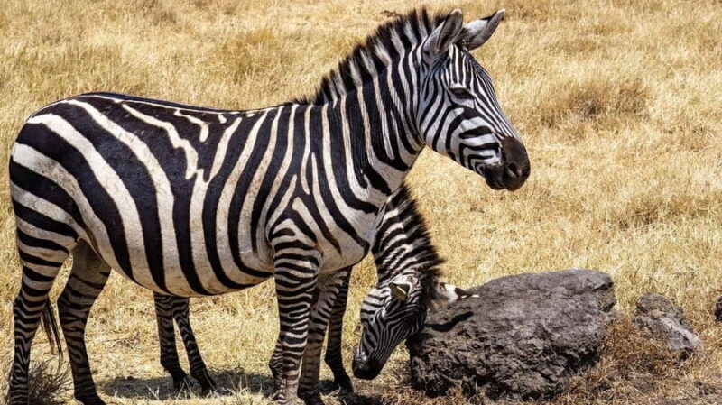 from Zanzibar: 2-Days Nyerere Wildlife Safari with flight - The Sum Up