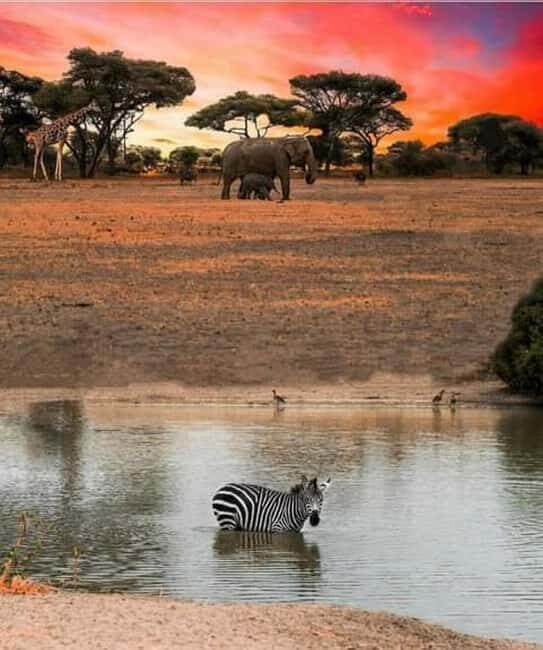 From Zanzibar: 3-Day Serengeti, Ngorongoro Private Safari - The Itinerary: What You’ll Experience