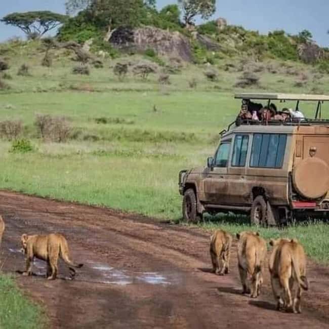 From Zanzibar: 3-Day Serengeti, Ngorongoro Private Safari - Practical Tips and Considerations