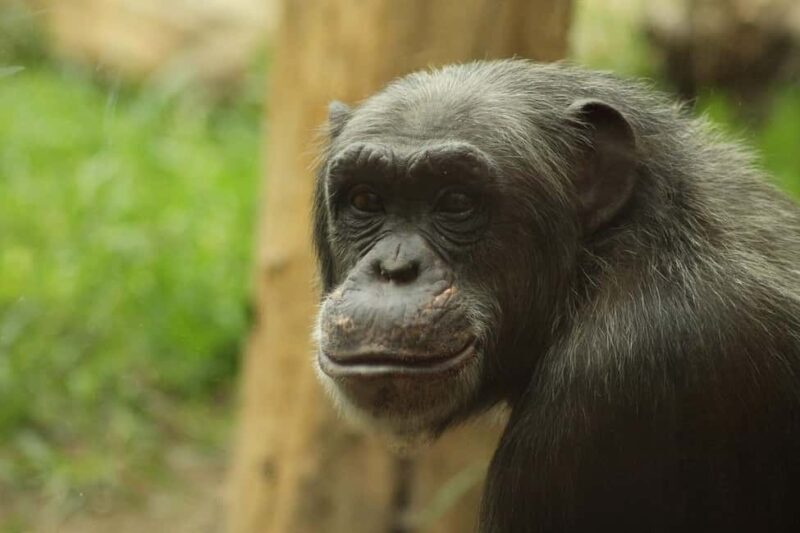 from Zanzibar: 3-Days Kigoma & Gombe National Park by flight - Day 2: Wildlife Encounters and Scenic Climbing in Gombe