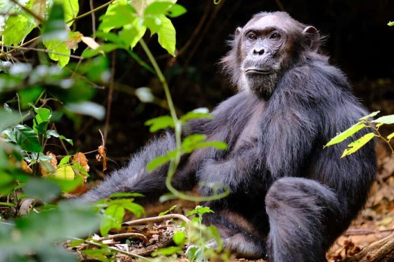 from Zanzibar: 3-Days Kigoma & Gombe National Park by flight - Day 3: Departure and Final Cultural Impressions