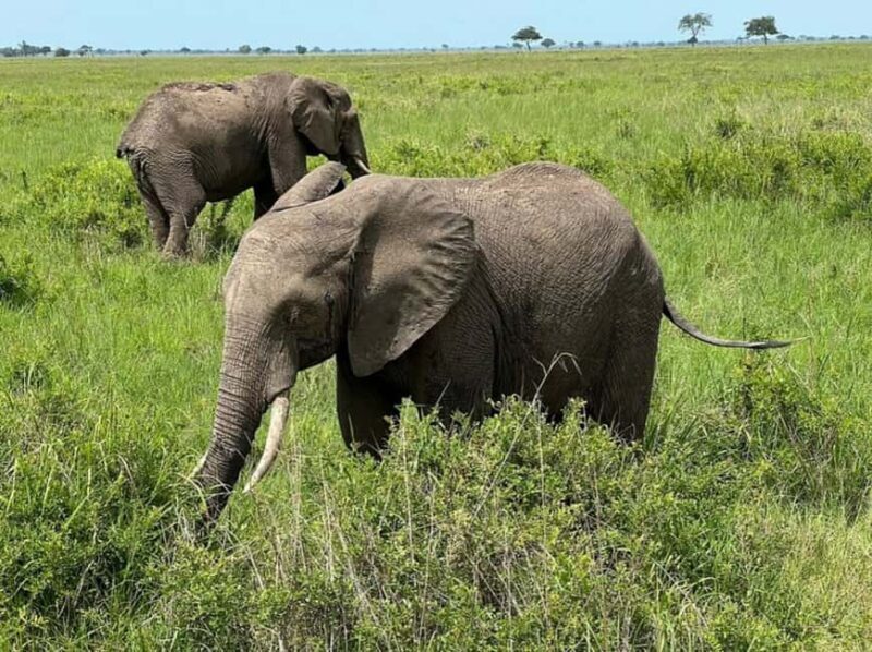 from Zanzibar: 3-Days Mikumi national park safari by Train - What to Keep in Mind