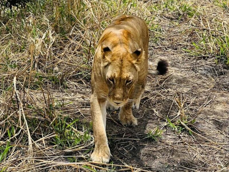 from Zanzibar: 3-Days Mikumi national park safari by Train - Transportation and Accommodation Details