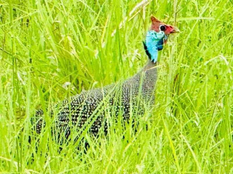 from Zanzibar: 3-Days Mikumi national park safari by Train - The Sum Up