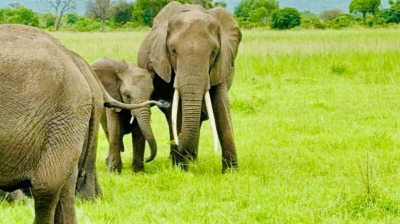 from Zanzibar: 3-Days Mikumi national park safari by Train - FAQ