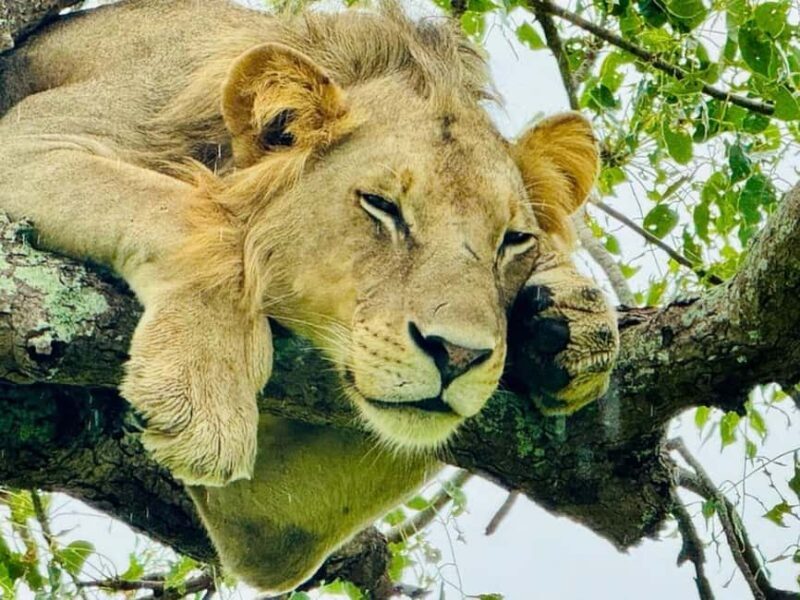 from Zanzibar: 3-Days Mikumi national park Safari with Train - What to Expect on Your 3-Day Mikumi Safari