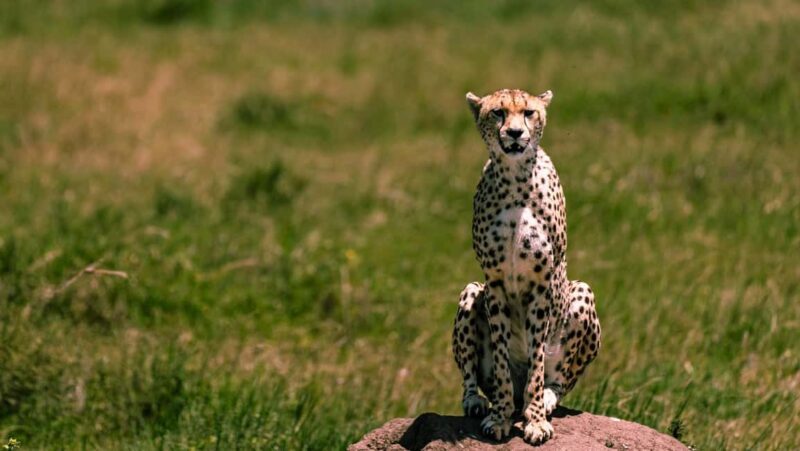 From Zanzibar: 3 Days Safari Northern Circuit with Flights - The Itinerary in Detail