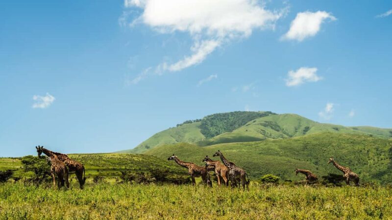 From Zanzibar: 3 Days Safari Northern Circuit with Flights - Authentic Experience Insights