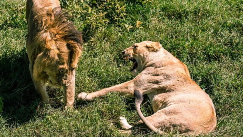 From Zanzibar: 4-Day Serengeti game drive,night drive,safari - Who Will Love This Tour?