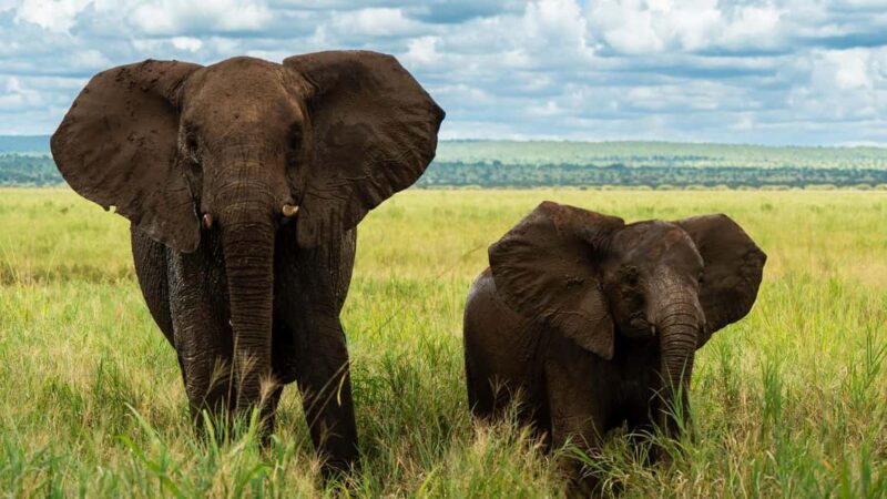 From Zanzibar: 4 Days Northern Circuit Safari Tour adventure - An Honest Look at the Itinerary  