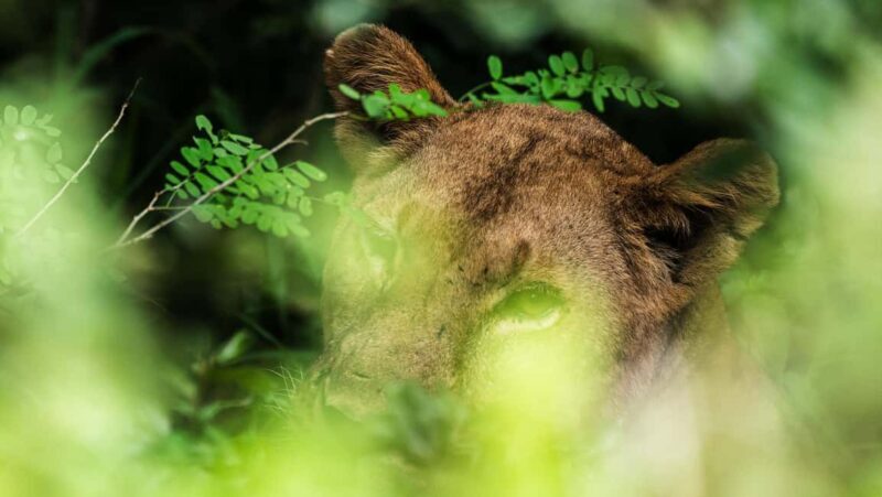 From Zanzibar: 4 Days Selous Safari with flights,boat safari - Introduction to the Selous Safari Experience