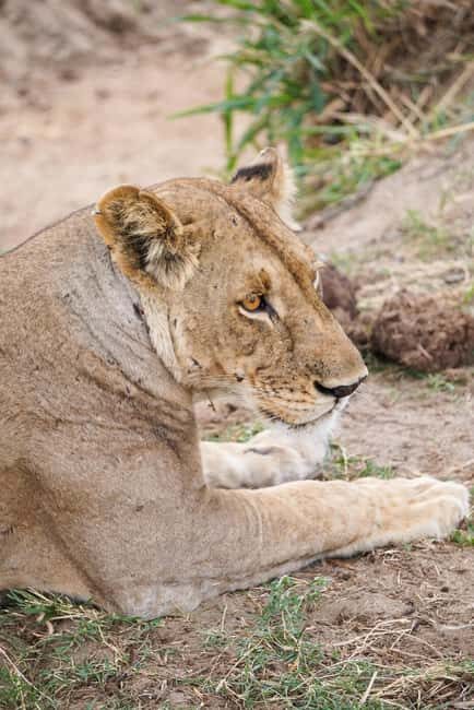 From Zanzibar: Best Day Safari Mikumi with flights and lunch - The Itinerary: How the Day Unfolds