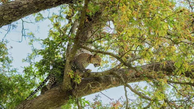 From Zanzibar: Best Day Safari Mikumi with flights and lunch - Who Is This Tour Best For?