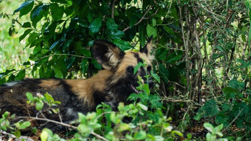 From Zanzibar: Day Selous Game Reserve Safari with Flights - The Sum Up: Who Will Love This Safari?