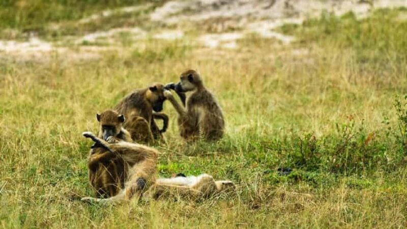 From Zanzibar - Mikumi Day Safari with flight - Key Points