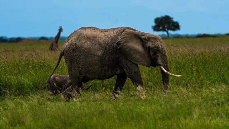 From Zanzibar: Mikumi Day Safari without hotel pickup - Final Thoughts: Is It Worth It?