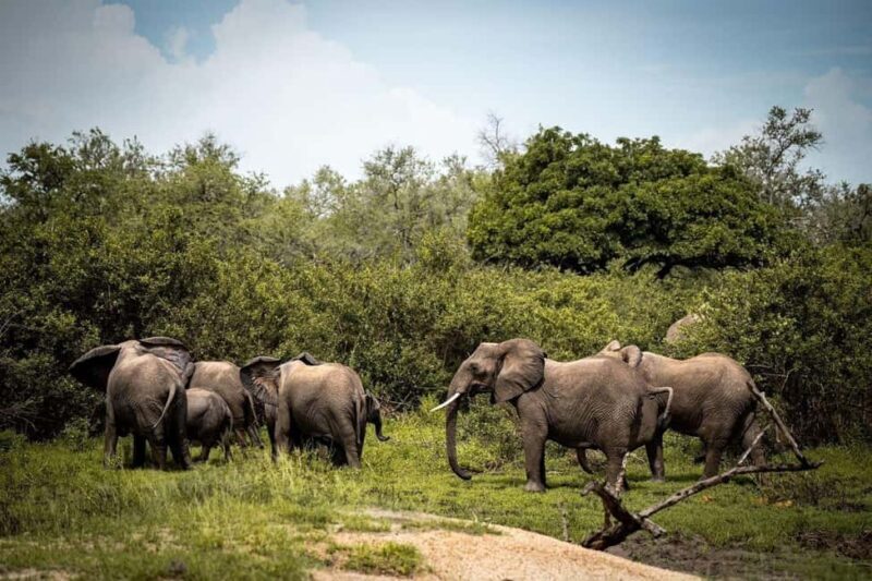 From Zanzibar: Mikumi Day Trip Safari By Flight. - The Itinerary: What You Can Expect