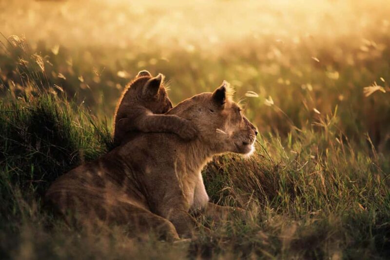 From Zanzibar: Mikumi Day Trip Safari By Flight. - Practical Considerations