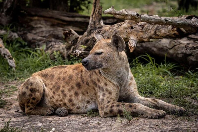 From Zanzibar: Mikumi Day Trip Safari By Flight. - Who Is This Tour Best For?