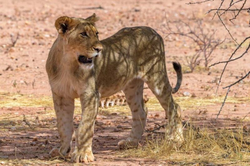 from Zanzibar: Mikumi national park 1-Day Safari by flight - Exploring the Itinerary: What You Can Expect