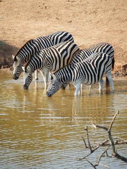 from Zanzibar: Mikumi national park 1-Day Safari by flight - Who Would Love This Tour?