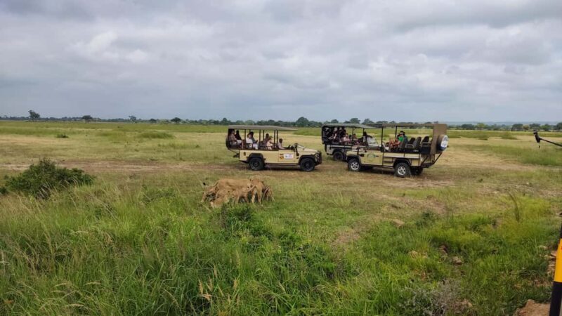 From Zanzibar: Mikumi National Park Guided Safari - Who Might Want to Consider Alternatives?