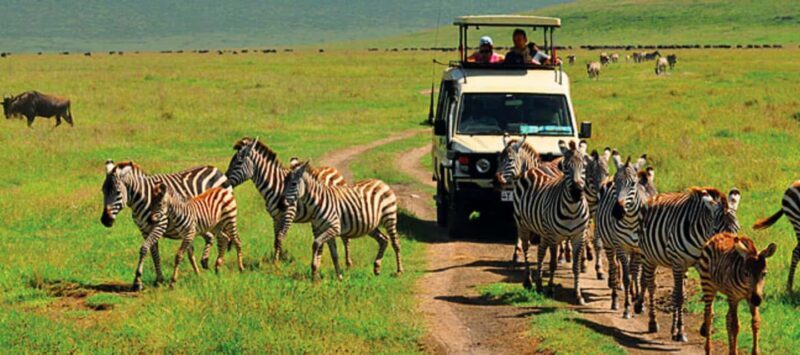 From Zanzibar: Mikumi Safari day trip with flight - The Itinerary: Detailed Breakdown