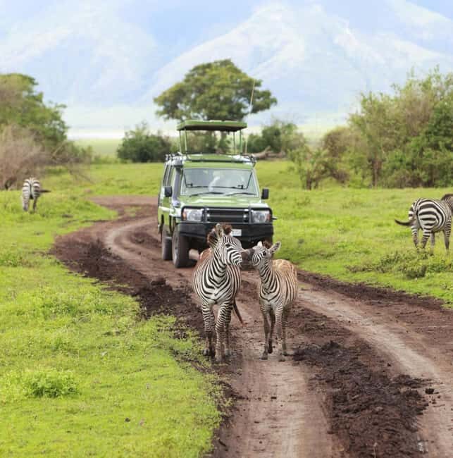 From Zanzibar: Mikumi Safari day trip with flight - Final Thoughts: Is This Safari for You?