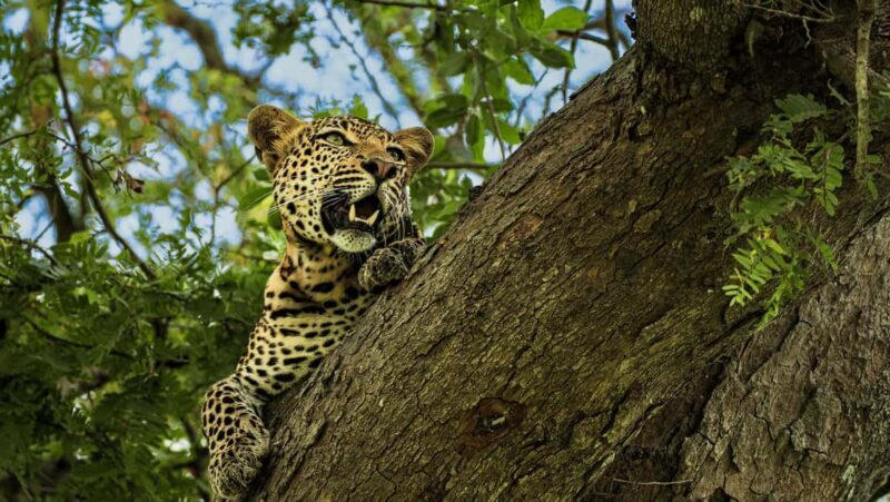 From Zanzibar: Mikumi Safari Day Trip with Flights and Meal - Key Points