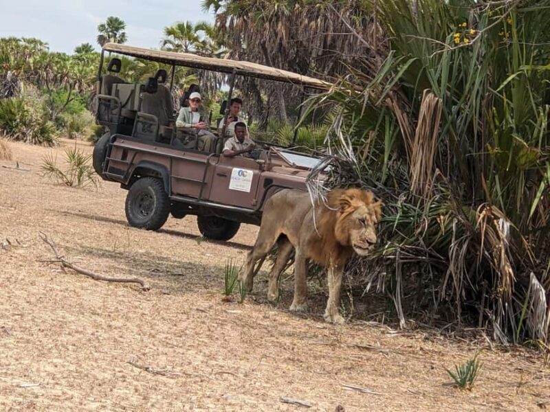 From Zanzibar: Mikumi Safari Day Trip with Flights and Meal - Introduction: What Makes This Safari Stand Out?
