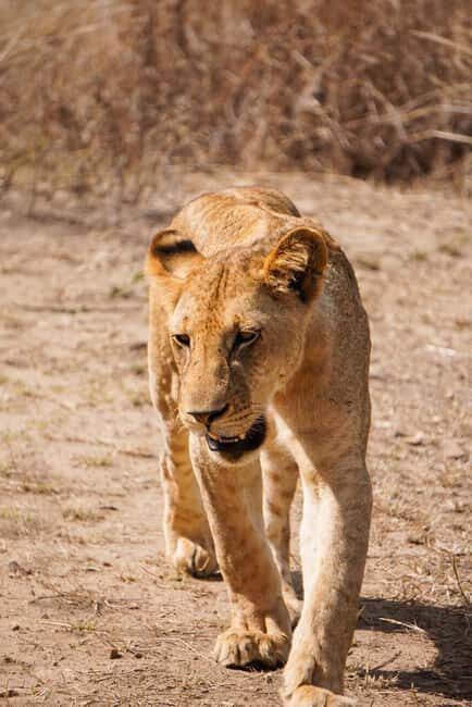 From Zanzibar: Mikumi Safari Day Trip with Flights and Meal - The Value of This Tour